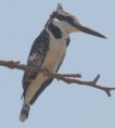 /album/photogallery/pied-kingfisher-marakissa-gambia-jpg/